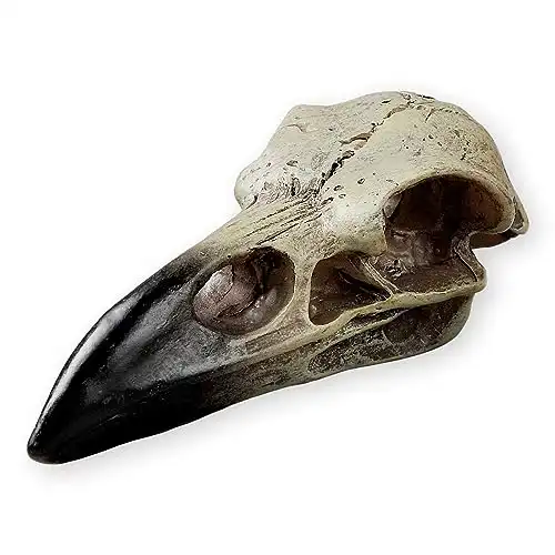 Raven Skull