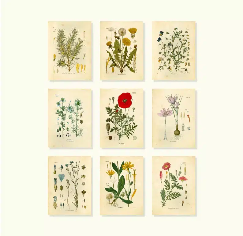 Botanical Art Prints